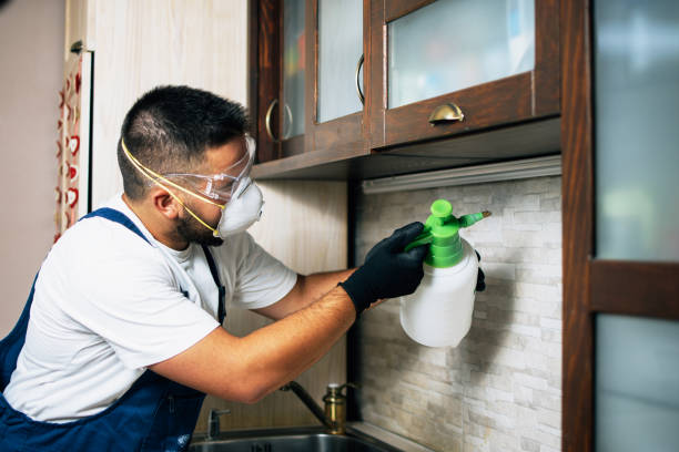 Best Local Pest Control Services  in New Cumberland, WV