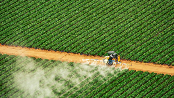 Best Pest Removal Services  in New Cumberland, WV