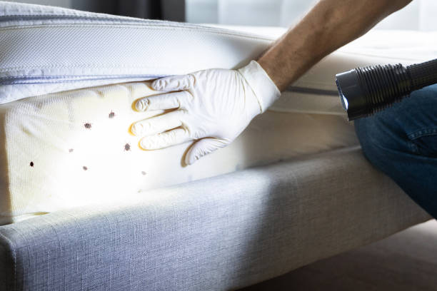 Best Affordable Pest Control Services  in New Cumberland, WV
