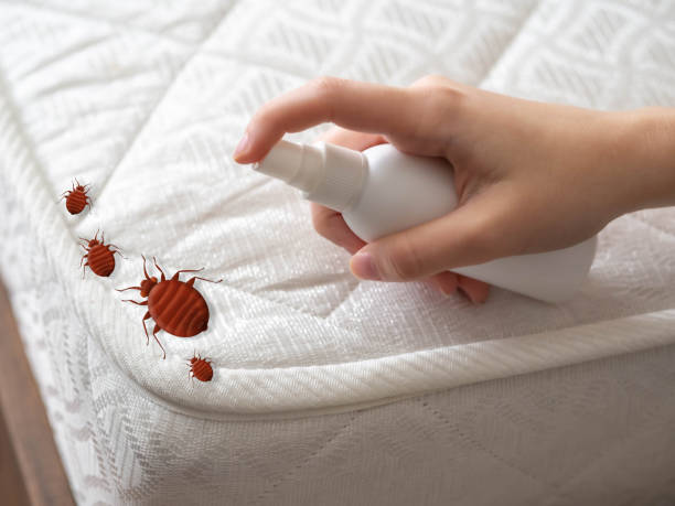 Best Ant Control Services  in New Cumberland, WV