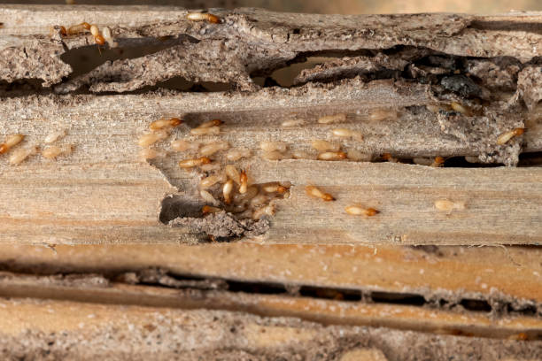 Reliable New Cumberland, WV Pest Control Solutions